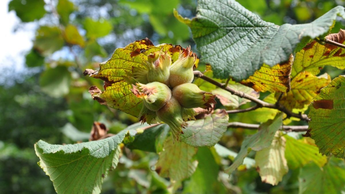 Where and How Are The Best Hazelnuts Grown in Our Country?